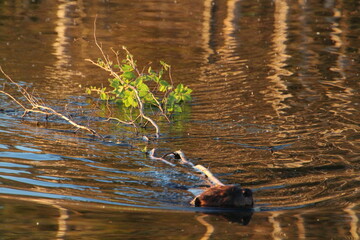 Beaver Gathering Food, Elk Island National Park, Alberta