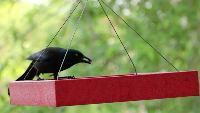 Grackle Eating from Feeder