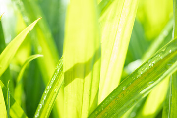 Blurred image on beautiful natural green leaves for background.