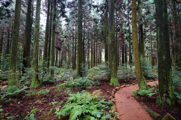 mossy cedar trees and fine pathway