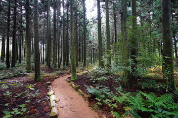 Fototapeta premium fern and pathway in cedar forest 