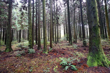 Obraz premium fine cedar forest in autumn