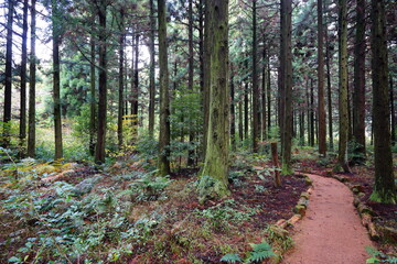 mossy cedar trees and fine pathway