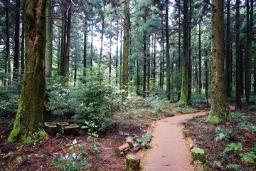 pathway through dense cedar forest