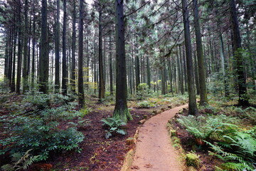fern and pathway in cedar forest

