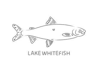 lake whitefish sketch isolated on white background