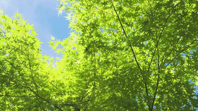 日本の美しい初夏の森