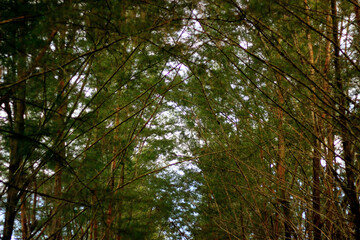 Pine trees are along the road to Lamaru Beach which makes the atmosphere cool and beautiful to the eye.