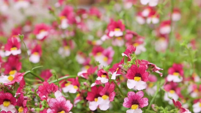 sunsatia plus cherry on ice or namesia. Small bright spring flowers for flower beds and gardens. Usually have petals of two colors.