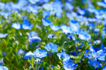 蕾と沢山のネモフィラ