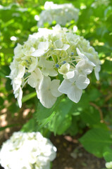 アジサイの花
