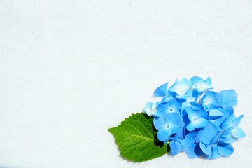 白いふわふわした布の白背景に青い生花のアジサイで飾ったシンプルな背景