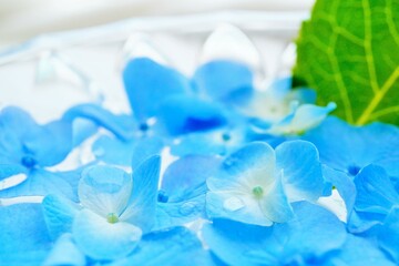 青色の生の紫陽花のガクと葉をガラスの器で水に浮かべた梅雨の爽やかなインテリアの接写