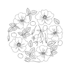 Round frame Wild rose, briar hand drawn dogrose berry vector illustration isolated on white background, decorative rosehip bouquet outline, holiday wreath line art for design cosmetic, herbal tea