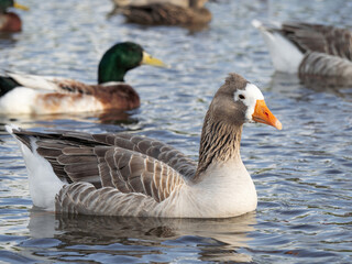 View of greylag goose swimming in pond. Stock photo.