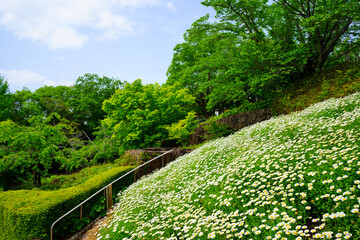 春の眉山公園(徳島県徳島市)