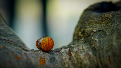 ant on sweet lychee image