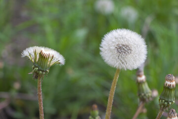 Close up shot of a Dandelion seed pod in the nature
