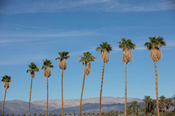 Obraz premium Palm tree view of Coachella, California, USA.