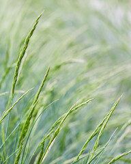 Background from decorative grass Blue fescue. Spikelets of Festuca glauca