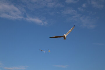 seagulls fly across the sky