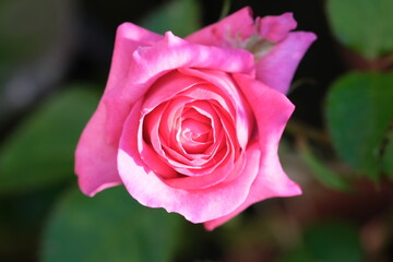 Rosebud view above. Background image of rose, fresh pastel color. Rosebush in the garden. Close-up of rose petals. Top view, coral pink pastel color