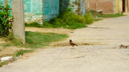 brown bird on road outdoor shoot