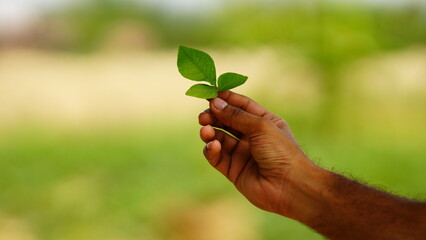 Fototapeta na wymiar green leaf in the hand