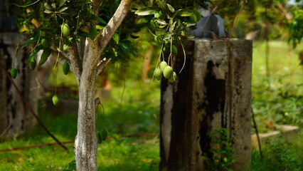 green mango on the tree