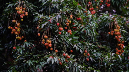 red and sweet lychee on tree