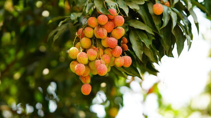 red and sweet lychee image