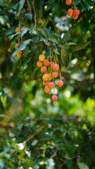 red and sweet lychee image