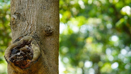 tree shape like as a face