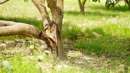 save tree save earth stop cut tree