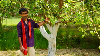 indian farmer with mango tree in the farm