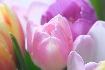 Obraz premium Multicolored bunch of tulip flowers close-up, selective focus. Defocused nature background. Tulip bouquet with different pastel color flowers. . High quality photo