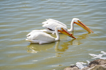 A pair of American white pelicans fishing. 