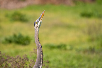 Great blue heron (Ardea cinerea) close up. Great blue heron looking up at the sky.