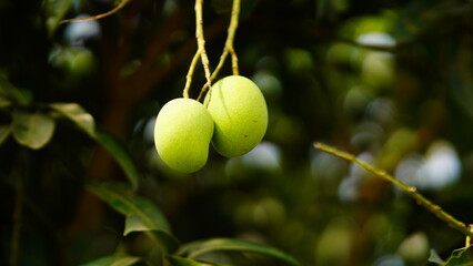 mango hanging on tree image