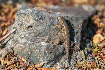 Eastern Fence Lizard (Sceloporus undulatus) sitting on a rock. 