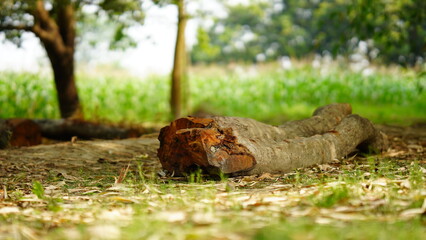 cut of tree in field
