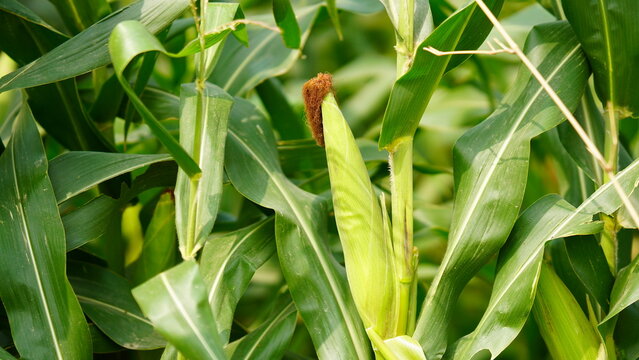 green baby little corn in the field image