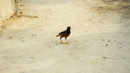 myna bird sitting on ground