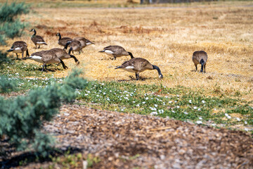 Canadian Geese grazing in the meadow.