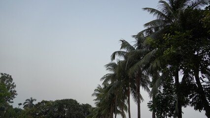 Fototapeta na wymiar tree of coconut image hd