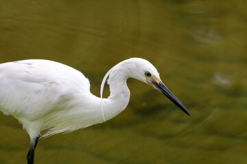  野生のシラサギ
