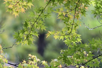 園芸種のカエデ