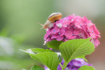 落葉低木の紫陽花と 巻貝のカタツムリ