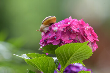 落葉低木の紫陽花と 巻貝のカタツムリ