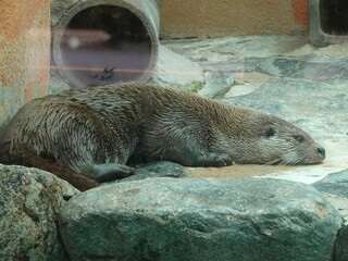Otter